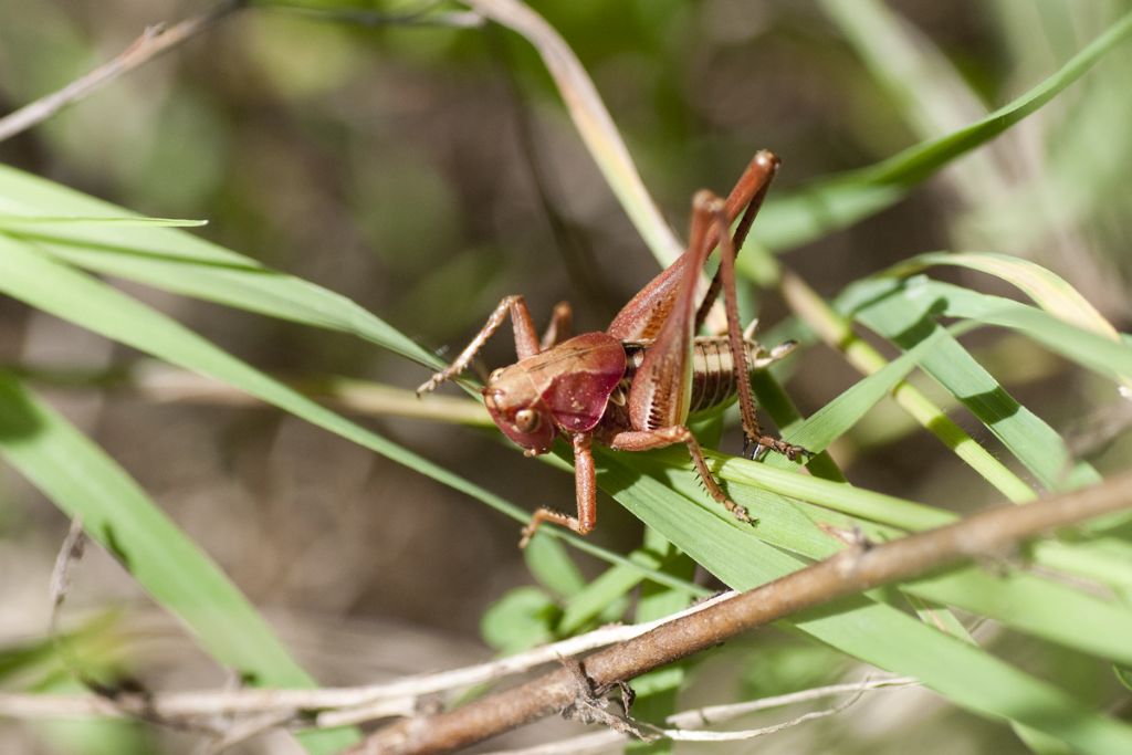 identificazione ortottero 